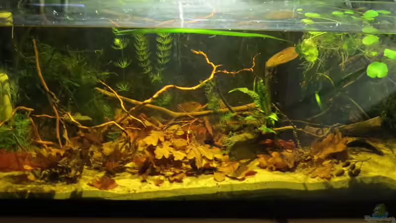 Neueinrichtung von Joni_99 (4)