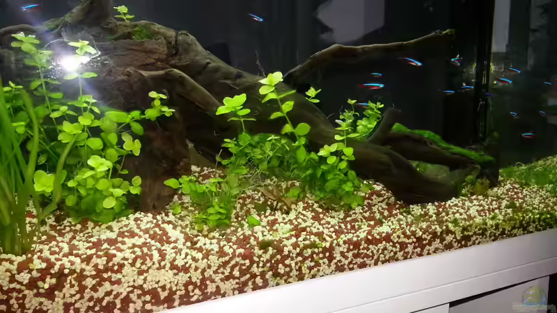 Neueinrichtung von Katharina Müller (6)