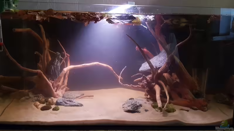 Neueinrichtung von YoshiMaus (9)