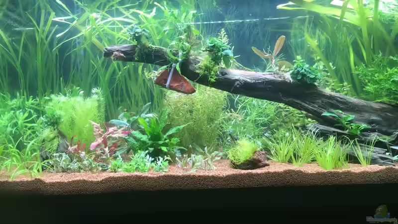 Neueinrichtung vorne von Der Südamerikaner (3)