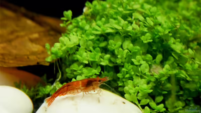 Neueinzug 07.01.2010 5 Red Fire von Franz Trittner (2)