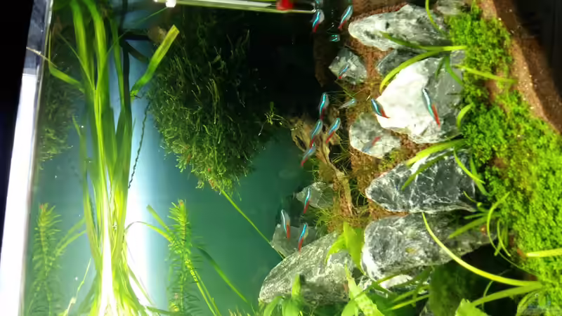 neueinzug von 20 roten neonsalmlern von Spawngrow (28)