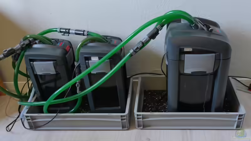 Neuer Aquarienfilter: Das sind die häuftigsten Fehler der Aquarianer beim Kauf