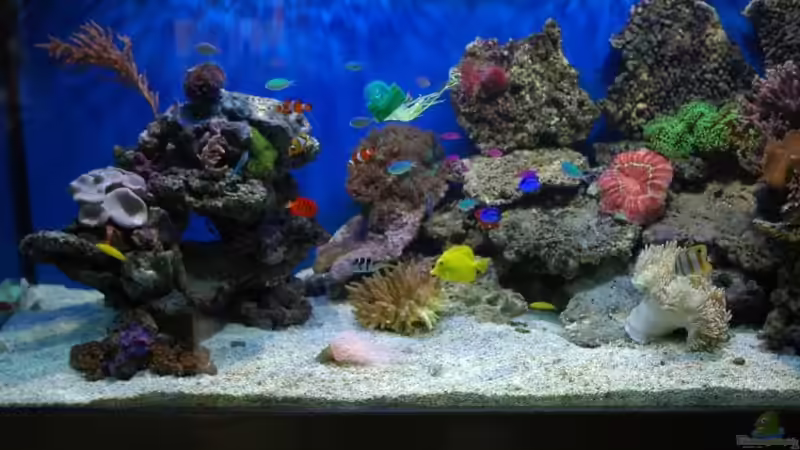 neuer Aufbau noch nicht ganz fertig von Christian Fenzel (13)