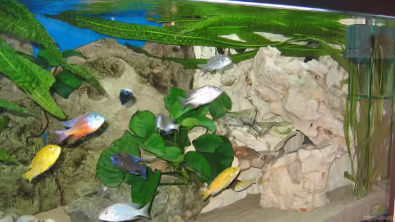 Neuer Aufbau von Gringo (4)