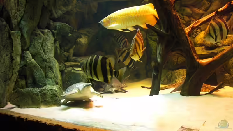 neuer besatz von o.m. (14)