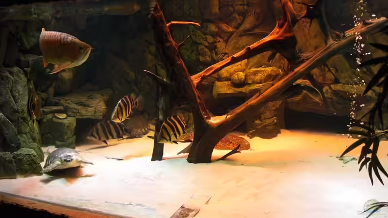 neuer besatz von o.m. (15)