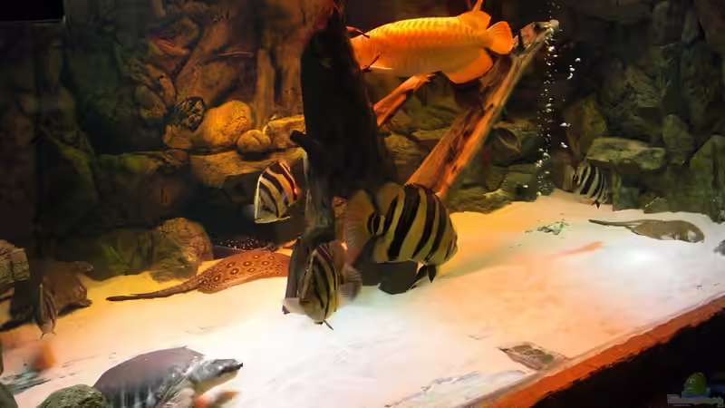 neuer besatz von o.m. (16)