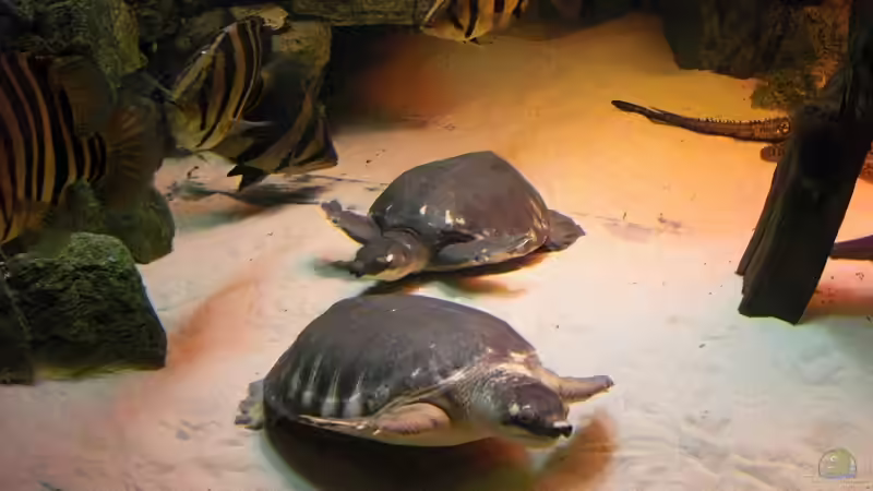 neuer besatz von o.m. (17)