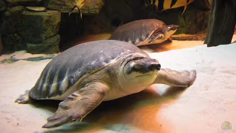 neuer besatz von o.m. (18)