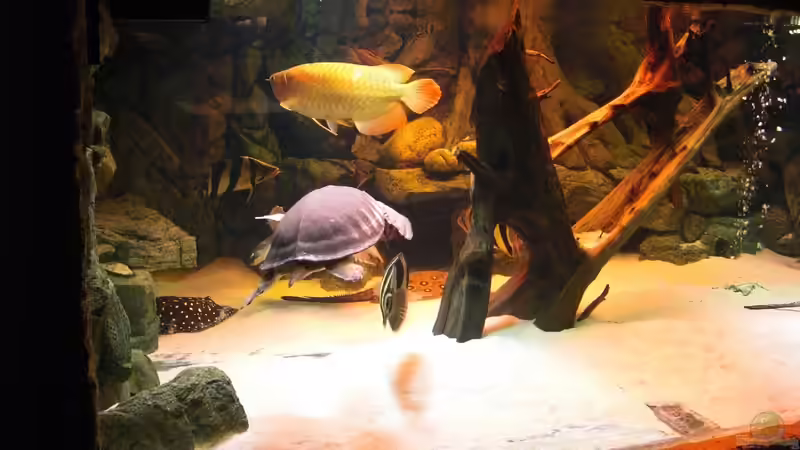 neuer besatz von o.m. (20)