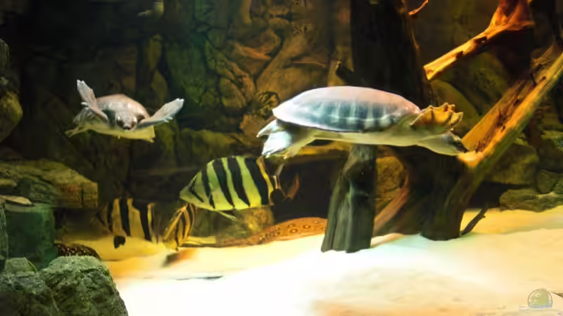 neuer besatz von o.m. (22)