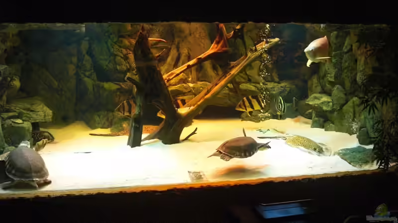 neuer besatz von o.m. (23)