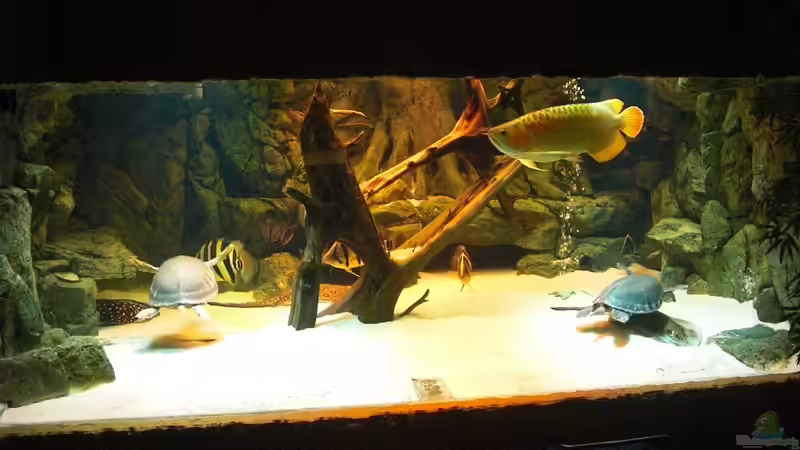 neuer besatz von o.m. (24)