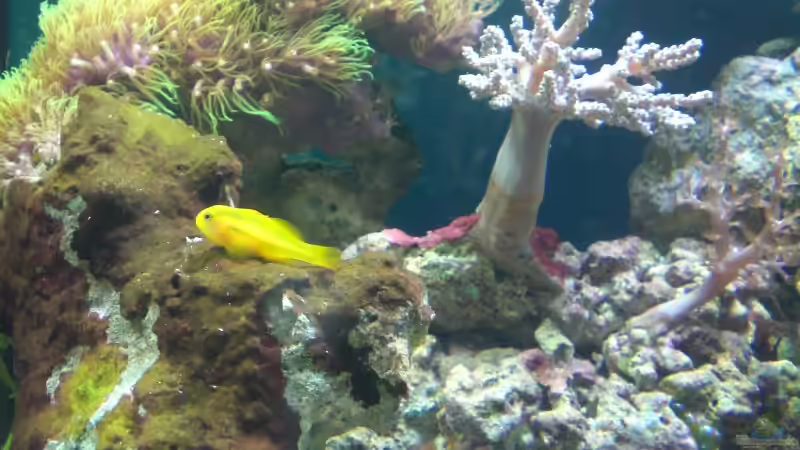 Neuer Bewohner von Maverick0815 (12)