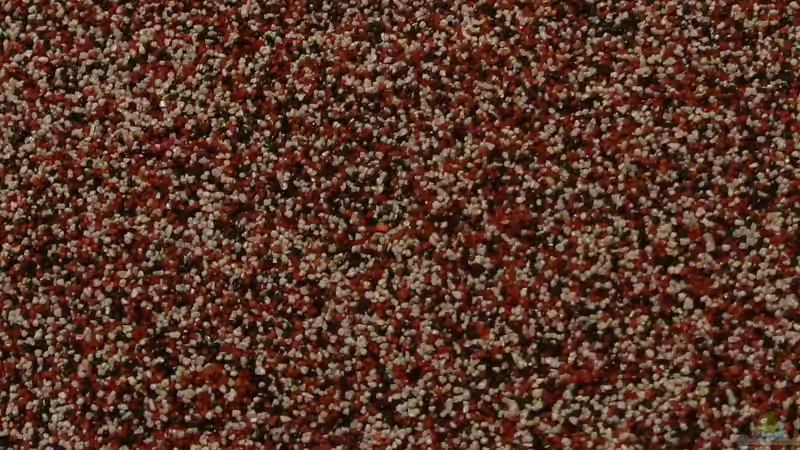 Neuer Bodengrund (3 farbiger Sandmix)  von coachdriver_uwe (49)