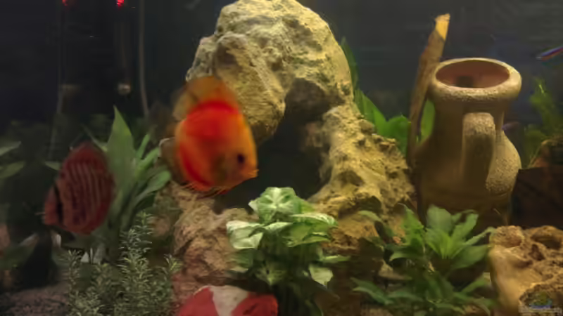 neuer diskus von Franz Napf (10)