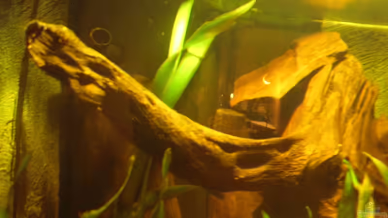 Neuer Filter hinter den Wurzeln_12.09.2013 von Südamerikafreak BK (56)