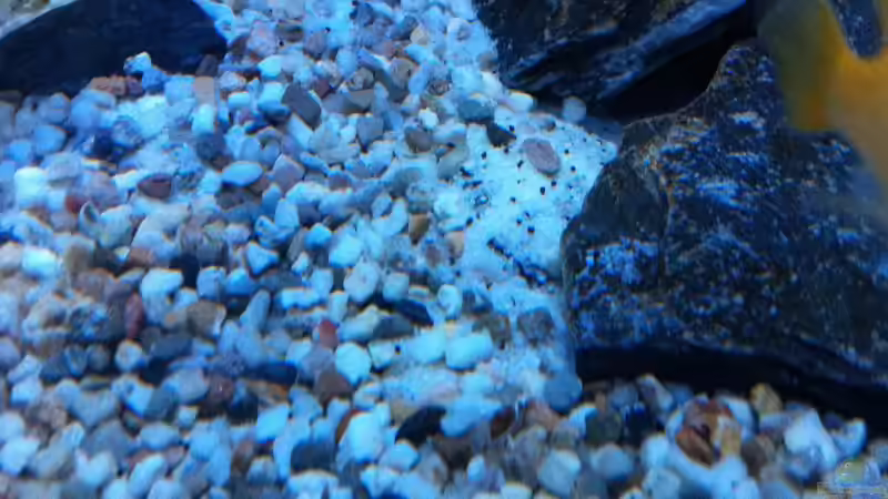 Neuer gemischter Bodengrund von Jean-Paul Ambord (12)