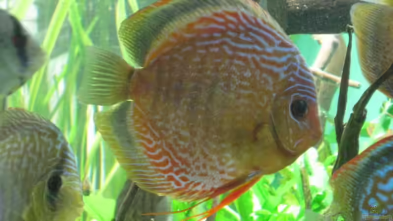 Neuer großer Snake Skin von Korbi (37)