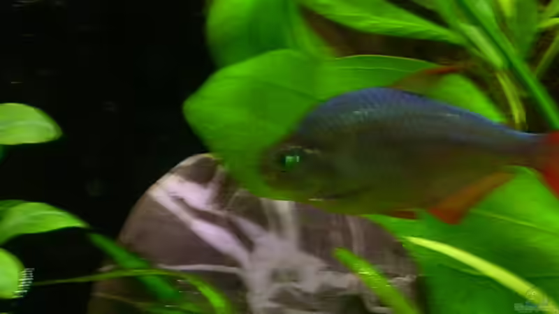 Neuer Kiesel, im Wald aufgelesen.  von @quarium Cologne (52)