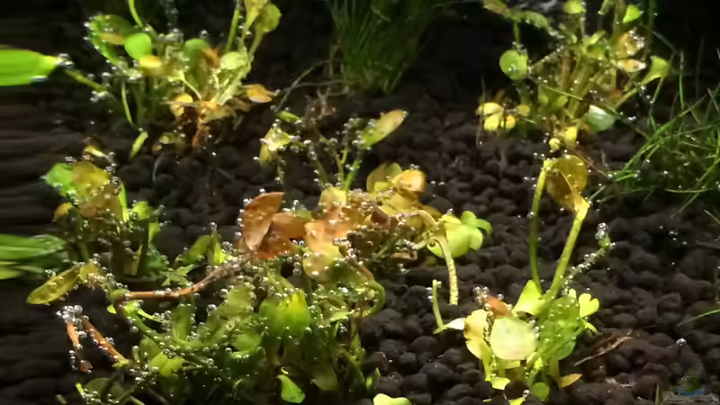 neuer Klee von Ayahuasca (93)