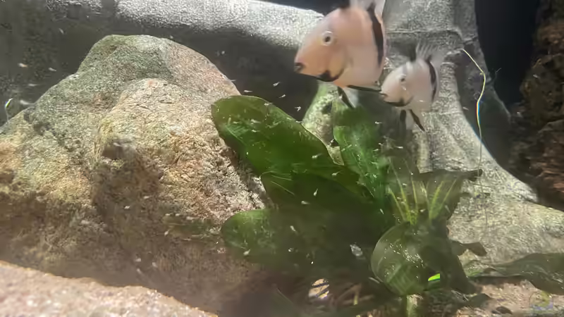 Neuer Nachwuchs  von JonnyGranato (18)