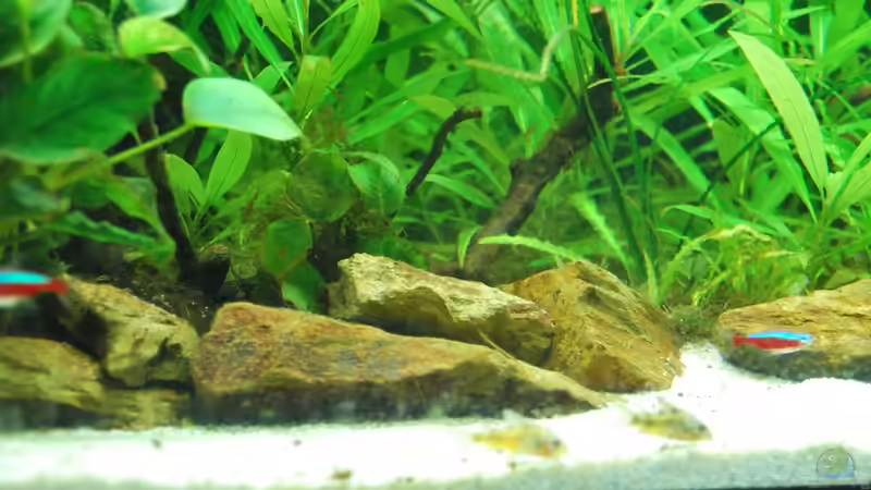 Neuer Sand und alte Steine ab November 2017 von schmitzkatze (5)