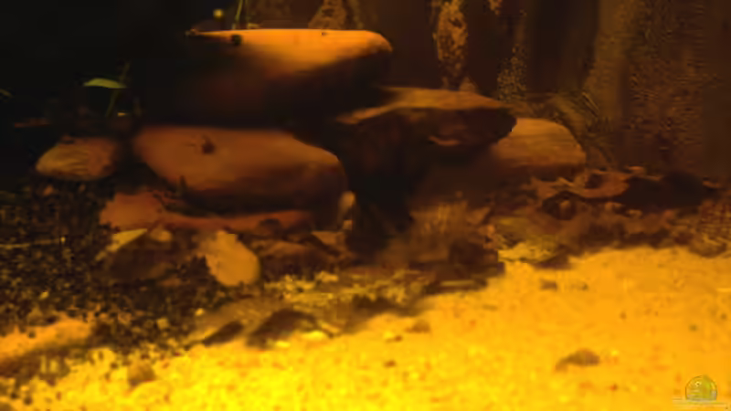 neuer Sandkasten neue Hölenkonstruktion + Laub (25.08.2012) von Südamerikafreak BK (5)