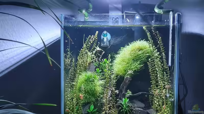 Neuer Standort im Wohnzimmer von David Schneider Aquaristik (5)