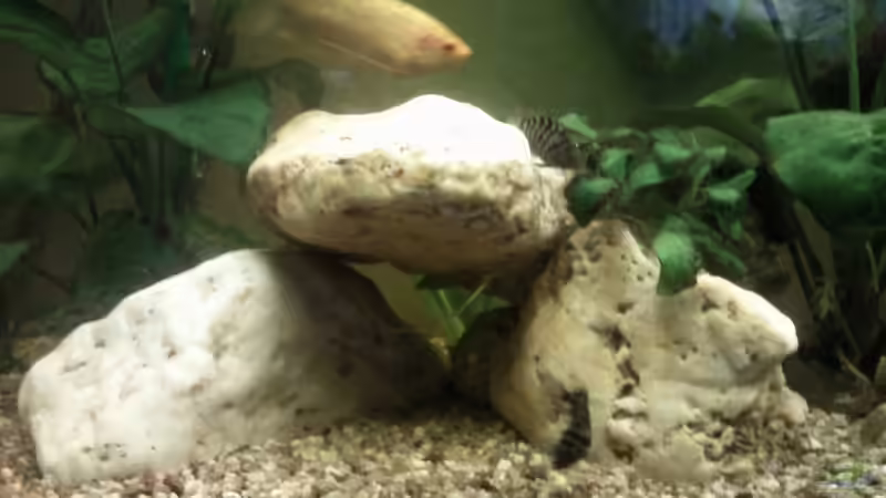 Neuer Steinaufbau mitte links im Vordergrund von mikael38 (21)