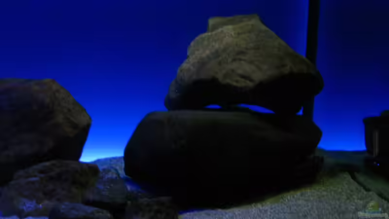 Neuer Steinaufbau rechte Beckenseite Nov. 2012 von Oeli (33)