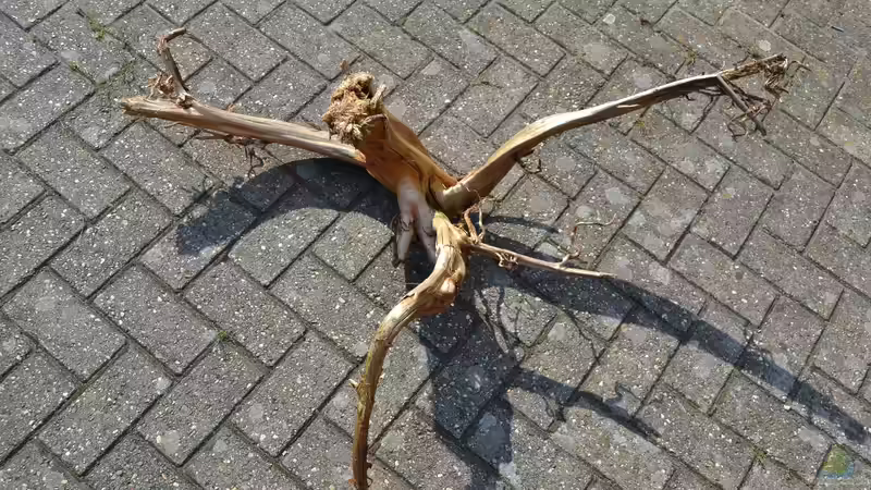 Neuerwerbung Nr. 4 ist wieder ein Stückchen grösser. von GGuardiaNN (47)