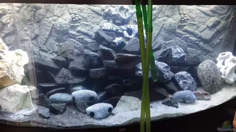 neues Aquarium noch am aufbauen von Tabea Frey (7)