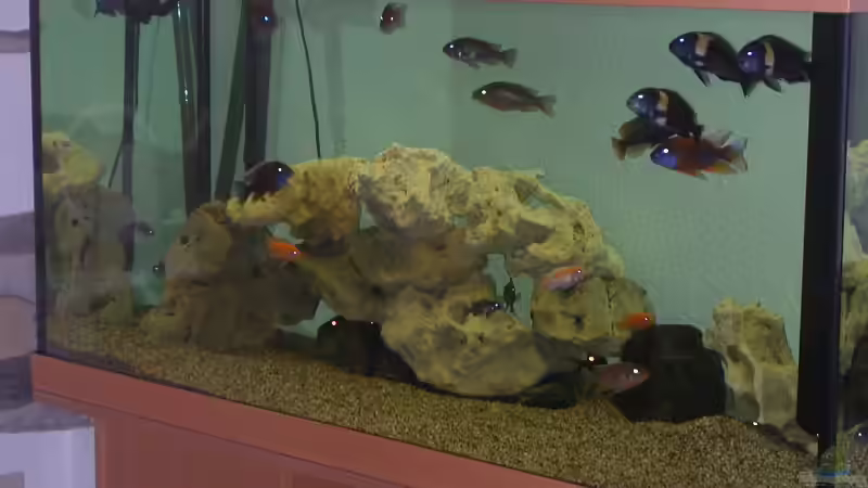 Neues Aquarium Schrägansicht von Michael Weber (3)