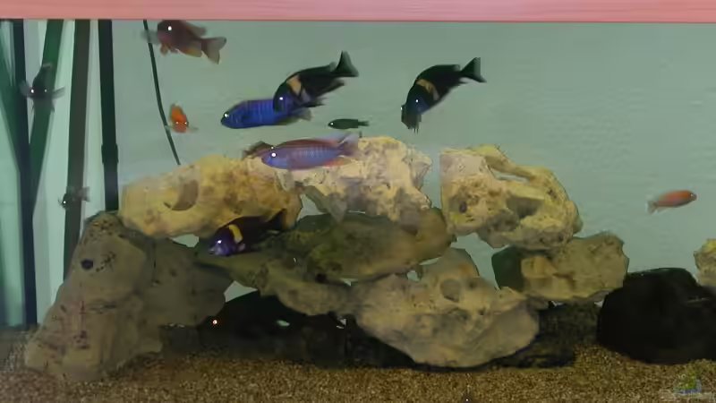 Neues Aquarium von Michael Weber (2)