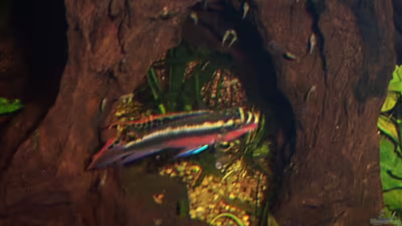 neues aus der Kinderstube von Udo Siebensohn (15)