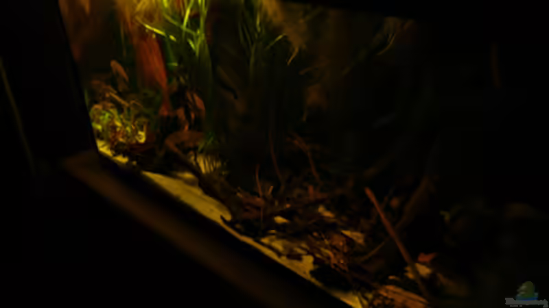 Neues Aussehen von Cichlid Power (10)