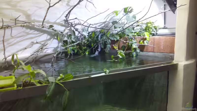 Neues Becken 5000 Liter von Leopold68 (34)