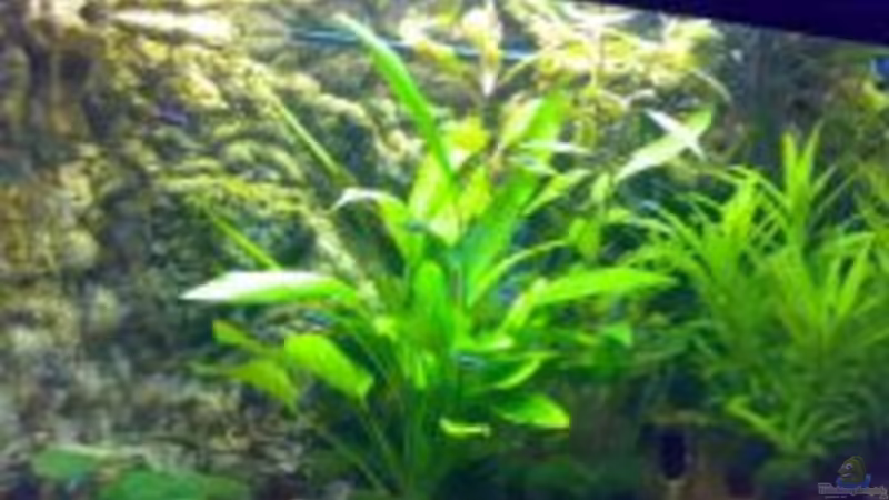 Neues Becken nach einrichtung von Freddie (3)