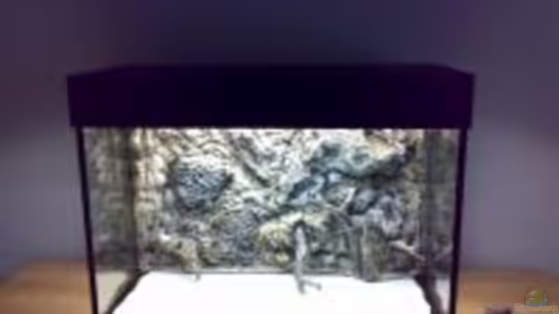 Neues Becken von Freddie (6)