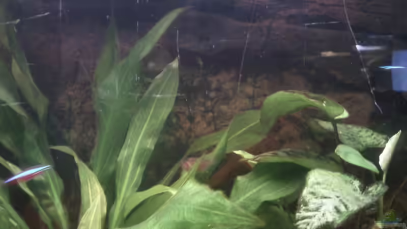 Neues Bild mit Folienrückwand ( Ausschnitt ) von mikael38 (8)