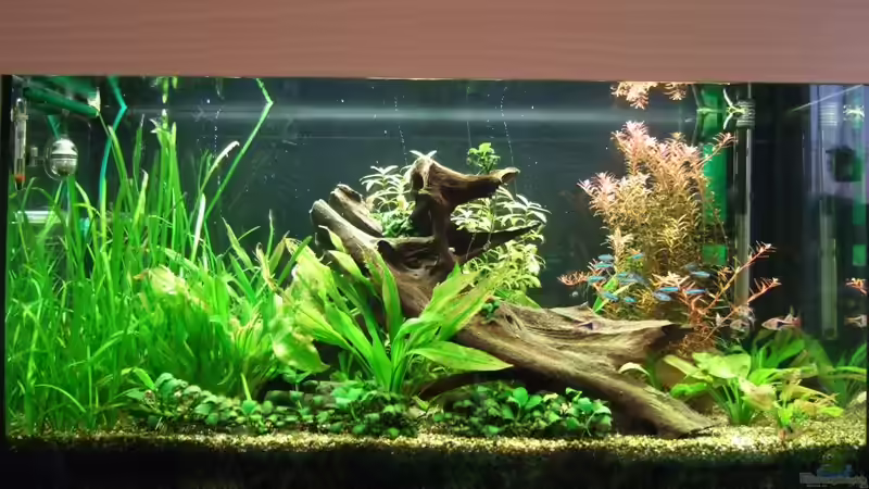 Neues Bild vom 16.09.2009 von Grambo (3)