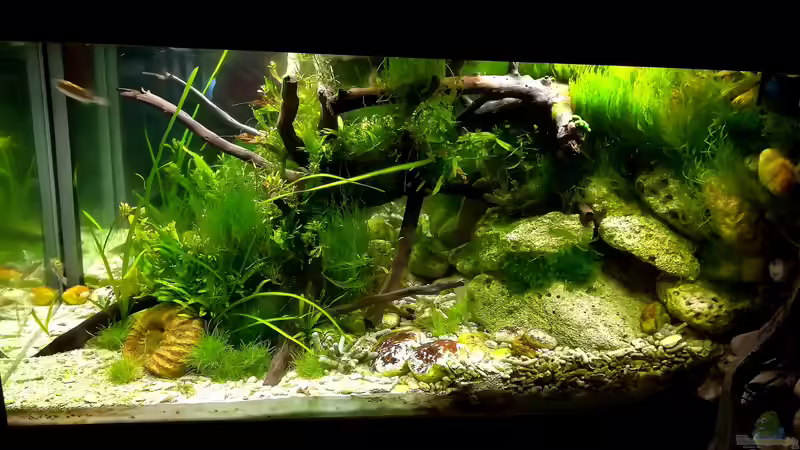 Neues Bild vom Aquarium  von Bermuda 3eck (26)