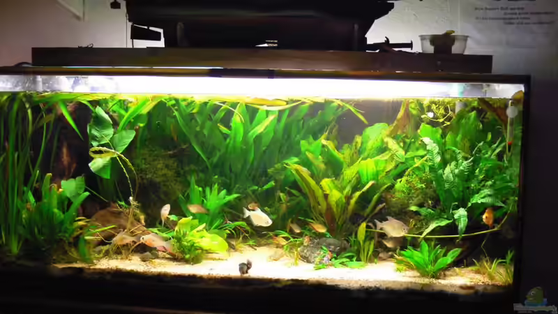 Neues Design (Pflanzenbesatz geändert) 17.11.2011 von pat333 (4)