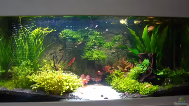 Neues Erscheinungsbild!!! von Goos (1)