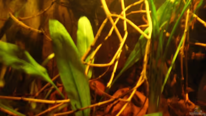 Neues Geäst_19.04.2014_1_ von Südamerikafreak BK (33)