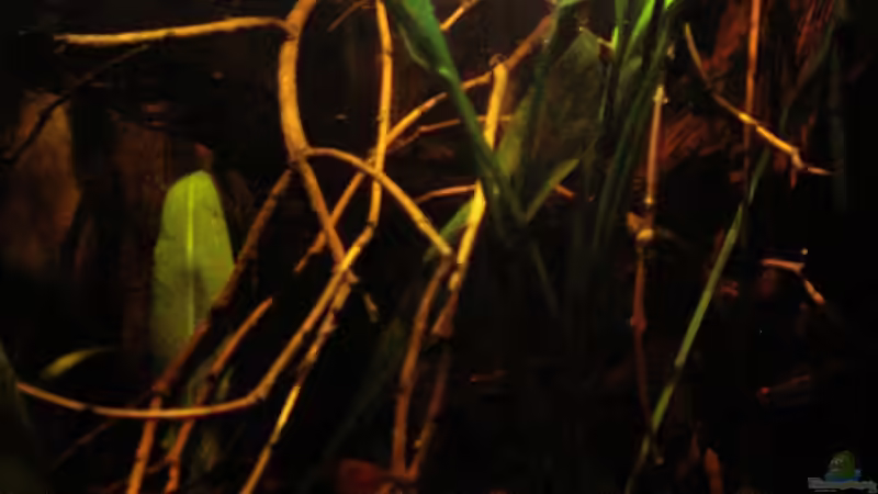 Neues Geäst_19.04.2014_5_ von Südamerikafreak BK (34)