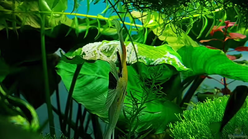 Neues Gelege auf der Anubias von Sebastian Hartmann (127)