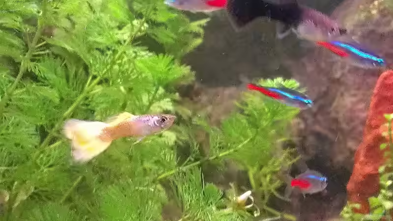 Neues Guppy Männchen von Jan H. (45)